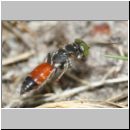 Tachysphex obscuripennis - Grabwespe m11b 7-8mm Sandgrube Niedringhaussee.jpg